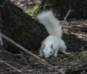 2016 06 11 WildLife MPLS 103